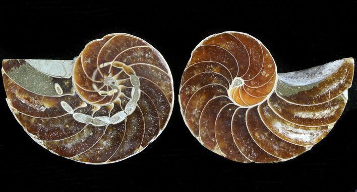 Cut & Polished Nautilus Fossil - #45699